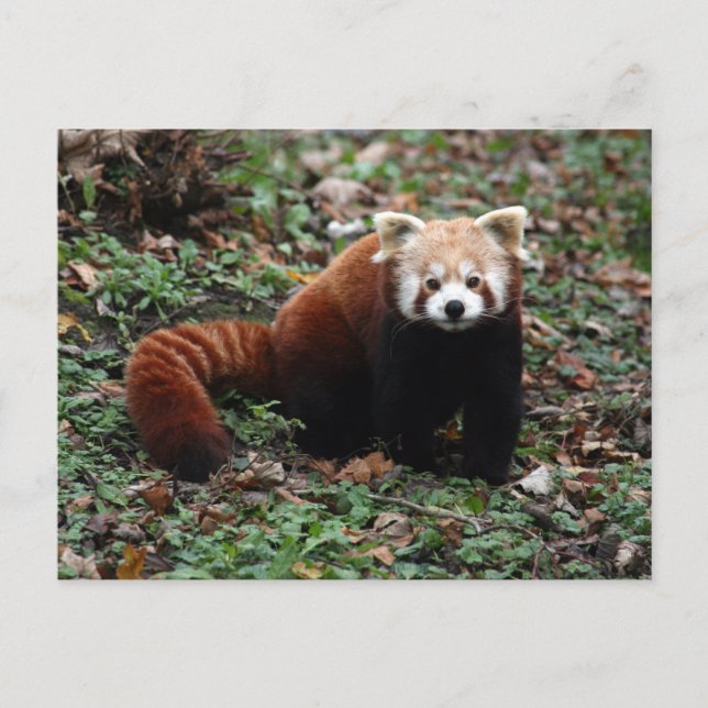 Carte Postale Panda rouge (Devant)