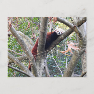 Carte Postale Panda rouge