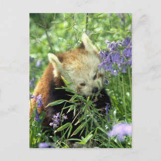 Carte Postale Panda rouge