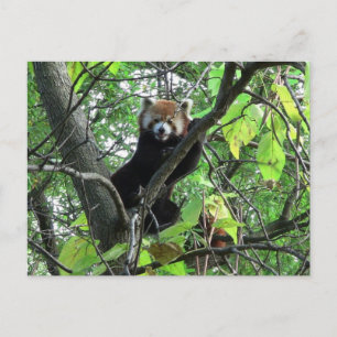 Carte Postale Panda rouge