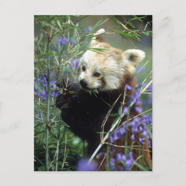 Carte Postale Panda rouge (Devant)