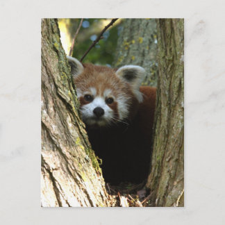 Carte Postale Panda rouge