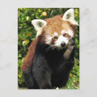 Carte Postale Panda rouge
