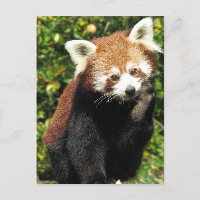 Carte Postale Panda rouge (Devant)