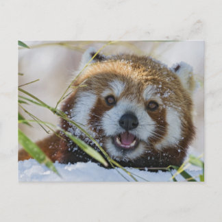 Carte Postale Panda rouge