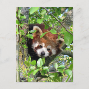 Carte Postale Panda rouge