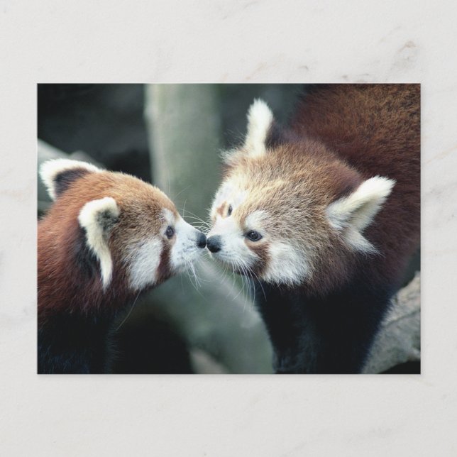 Carte postale Panda rouge #2 (Devant)