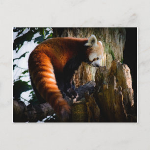 Carte Postale panda rouge curieux