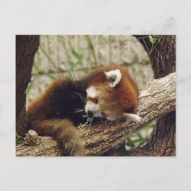 Carte Postale Panda rouge dormant mignon avec nourriture dans sa (Devant)