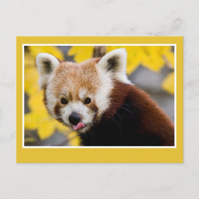 Carte Postale Panda rouge mignon (Devant)