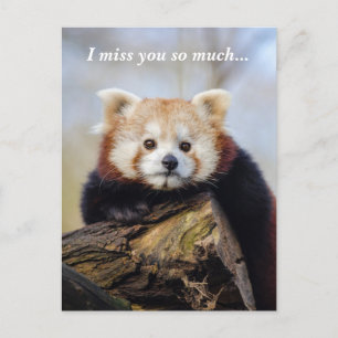 Carte Postale Panda Rouge Mignonne Vous Manque Tellement