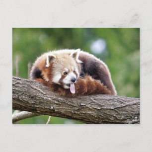 Carte postale Panda rouge photo, animaux 0499.