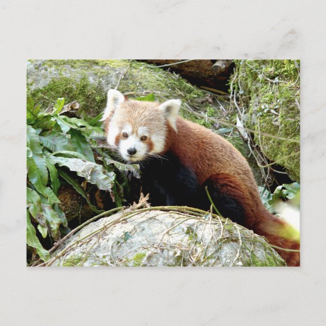 Carte postale Panda rouge photo, animaux 0500. (Devant)