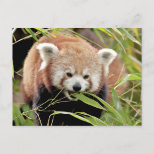 Carte postale Panda rouge photo, animaux 0506.