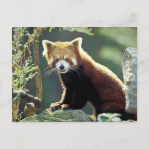 Carte Postale Panda roux Ailurus fulgens)