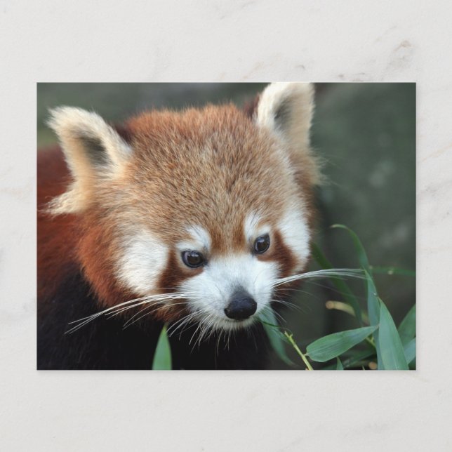 Carte Postale Panda roux, Taronga Zoo, Sydney, Australie (Devant)