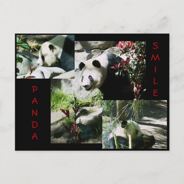 CARTE POSTALE PANDA SMILE (Devant)