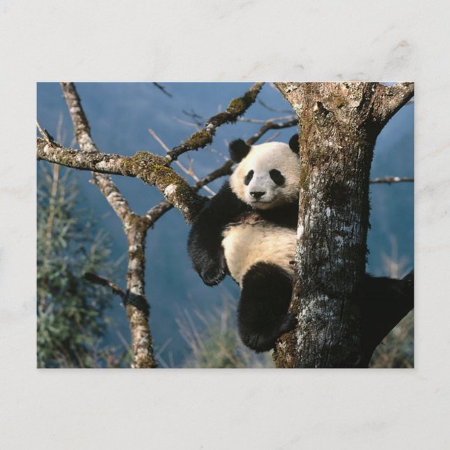 Carte Postale Panda Vers Le Haut D'Un Arbre (Devant)
