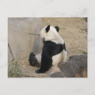 Carte Postale PandaM004