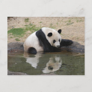 Carte Postale PandaM008