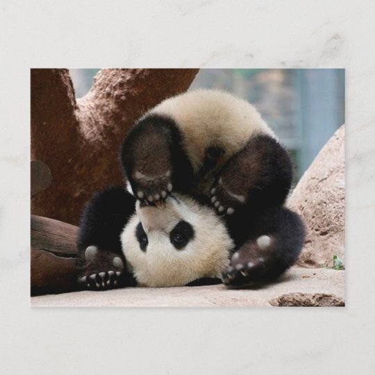 Carte Postale Pandas De Bebe Jouant Panda Mignon De Panda De Zazzle Ca