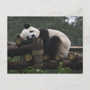 Carte Postale pandas géants à la Protection du panda géant
