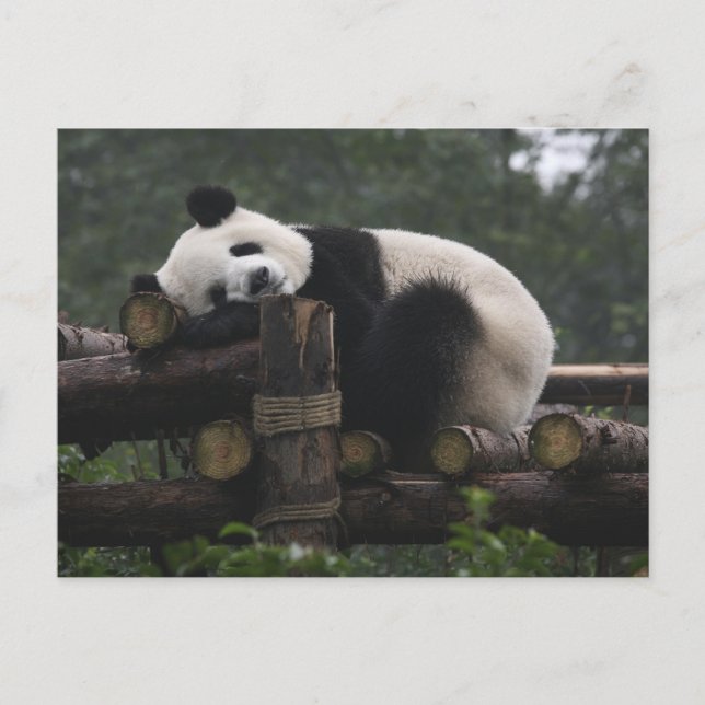 Carte Postale pandas géants à la Protection du panda géant (Devant)