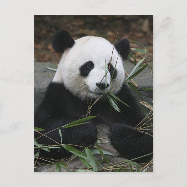 Carte Postale pandas géants au Panda géant Protection & (Devant)