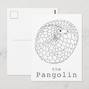 Carte Postale Pangolin roulé dessin simple