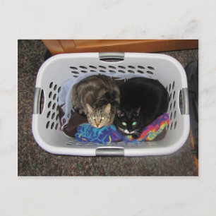 Carte Postale Panier de blanchisserie Kitties