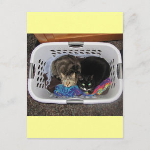 Carte Postale Panier de blanchisserie Kitties