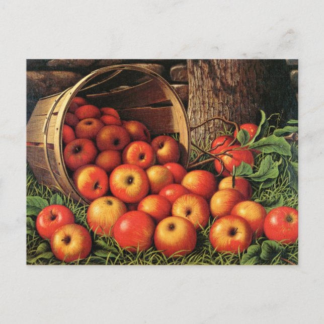 Carte Postale Panier de pommes (Devant)
