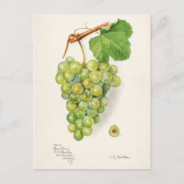 Carte Postale Panier de raisins verts Aquarelle de fruits (Devant)