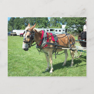 Carte Postale Panier de traction de Mule