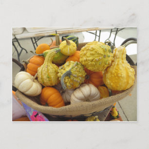 Carte Postale Panier gourd