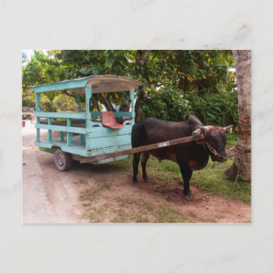 Carte Postale Panier Ox