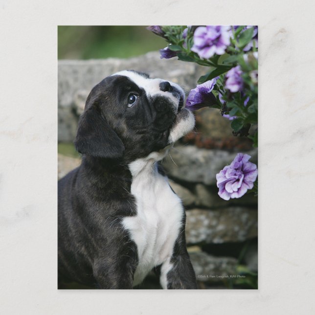 Carte Postale Panne de chien de boîte (Devant)