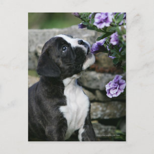 Carte Postale Panne de chien de boîte
