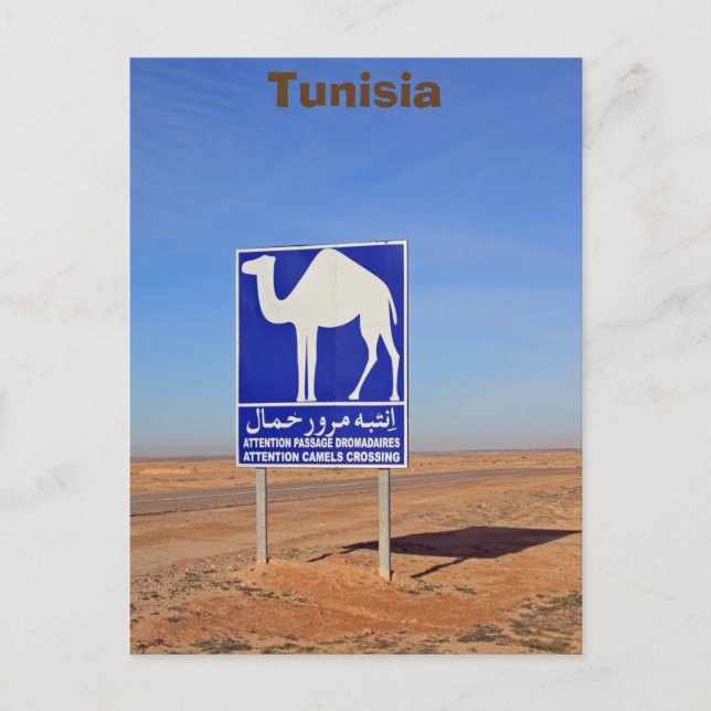 Carte Postale Panneau de chameaux, Tunisie (Devant)