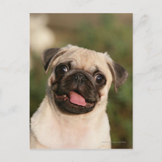 Carte Postale Panneaux de chiot Carlin (Devant)
