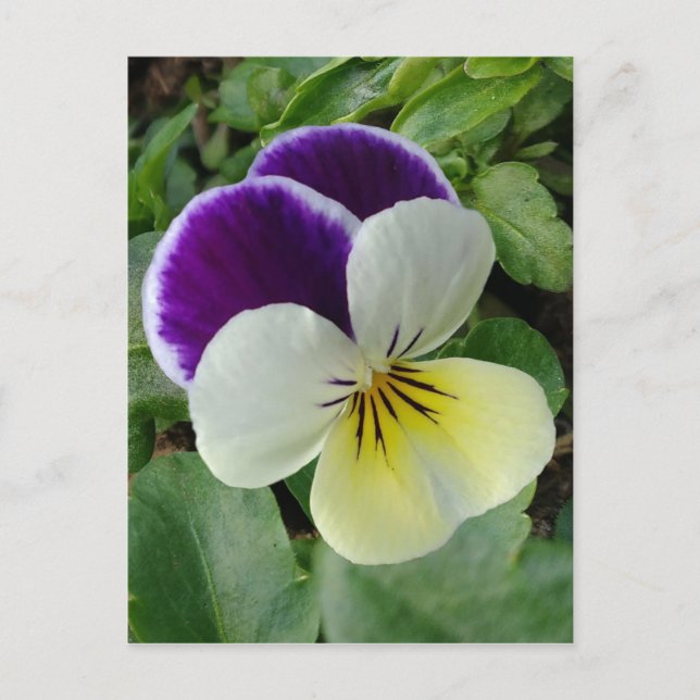 Carte Postale Pansement pourpre (Devant)