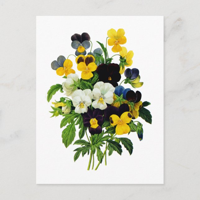 Carte Postale Pansies bleues et jaunes de Pierre Joseph Redoute (Devant)