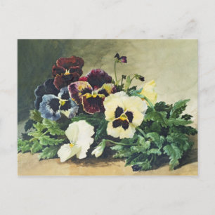 Carte Postale Pansies d'hiver, 1884