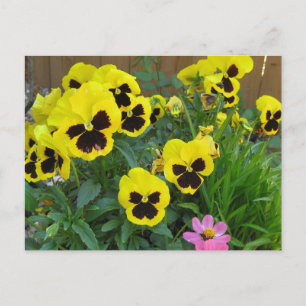 Carte Postale Pansies jaunes