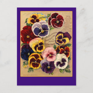 Carte Postale Pansies lumineuses Paquet de semences Art sur cart