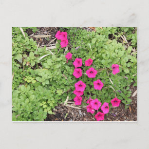 Carte Postale Pansies roses