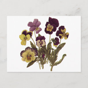 Carte Postale Pansies vintages en Fleur, Fleurs de Jardin Floral