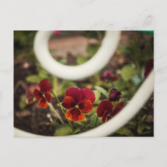 Carte postale Pansy (Devant)