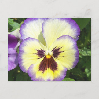 Carte postale Pansy Flower Pictures