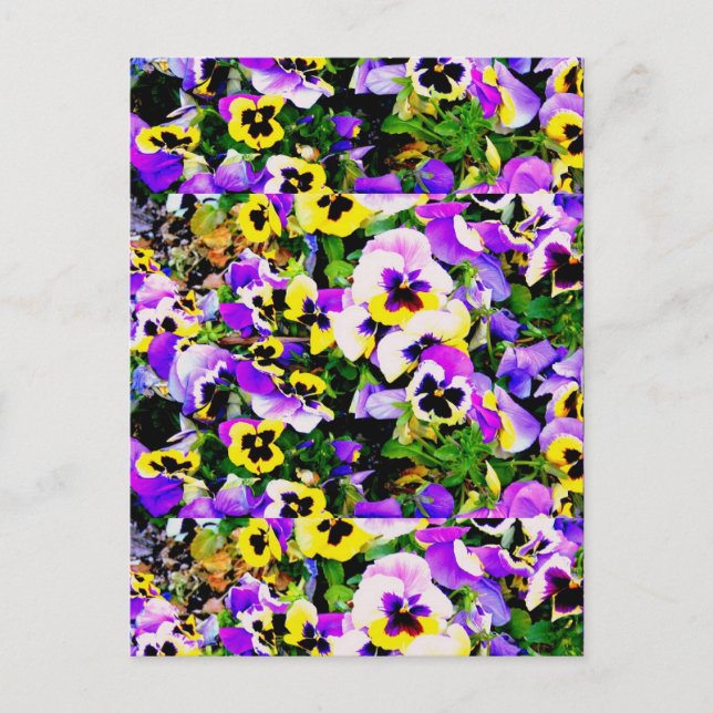 Carte Postale pansy flowers (Devant)